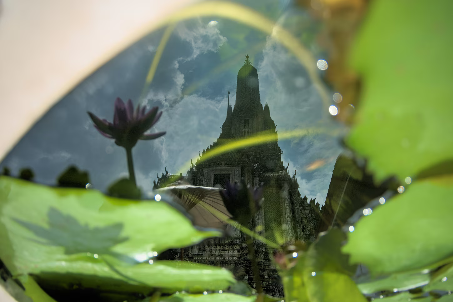 Lotus